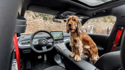 viaggio-con-cane